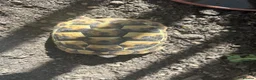 Hermann Tortoise reptiles for sale: 3x 1 Year Old Hermann Tortoise  in Bristol - Advert 1
