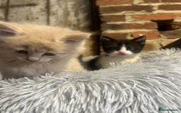 Domestic Shorthair cats for sale: Kittens for sale  - Image 4