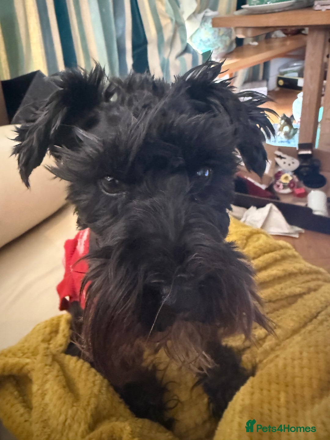 Miniature Schnauzer dogs for sale: 🎄🧑‍🎄Gorgeous KC Reg mini Schnauzers - Image 8