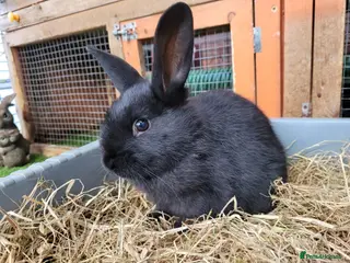 Mixed Breed rabbits Beautiful Rabbits - READY TO LEAVE - Advert 6