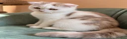 Scottish Fold cats for sale: Adorable Scottish Fold Girls - Advert 3