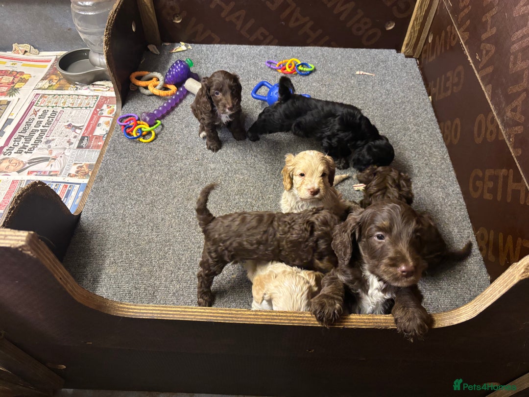 Cockapoo dogs for sale: Gorgeous Cockapoo puppies  - Image 8