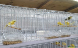 Canaries birds for sale: Canary for sale  - Image 14