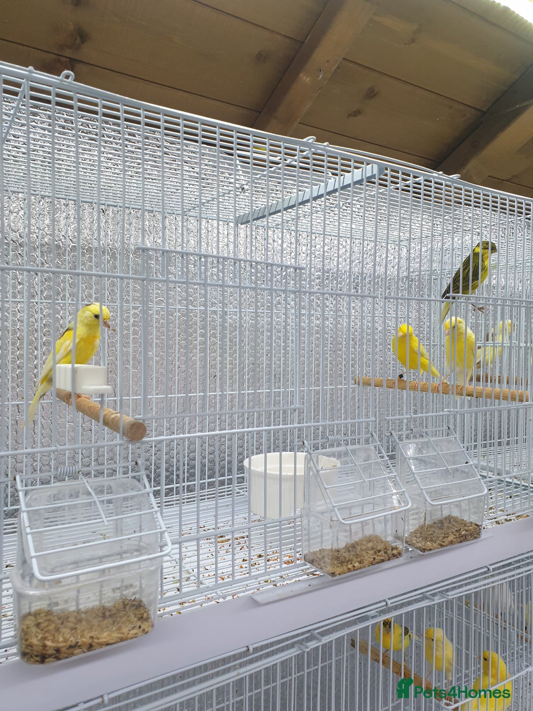 Canaries birds for sale: Canary for sale  - Image 14