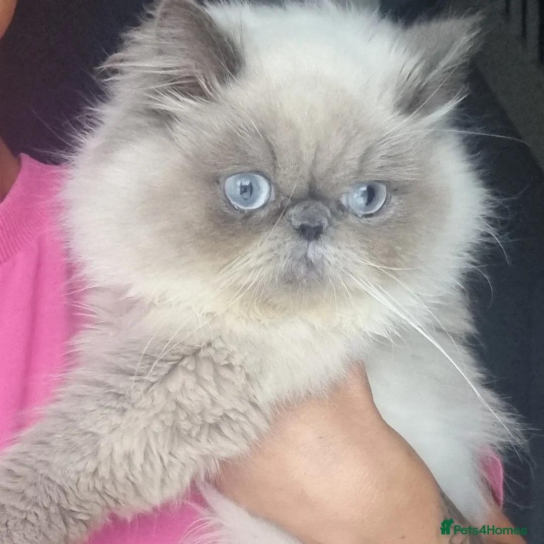 Persian cats for sale: Beautiful blue persian babies - Image 7