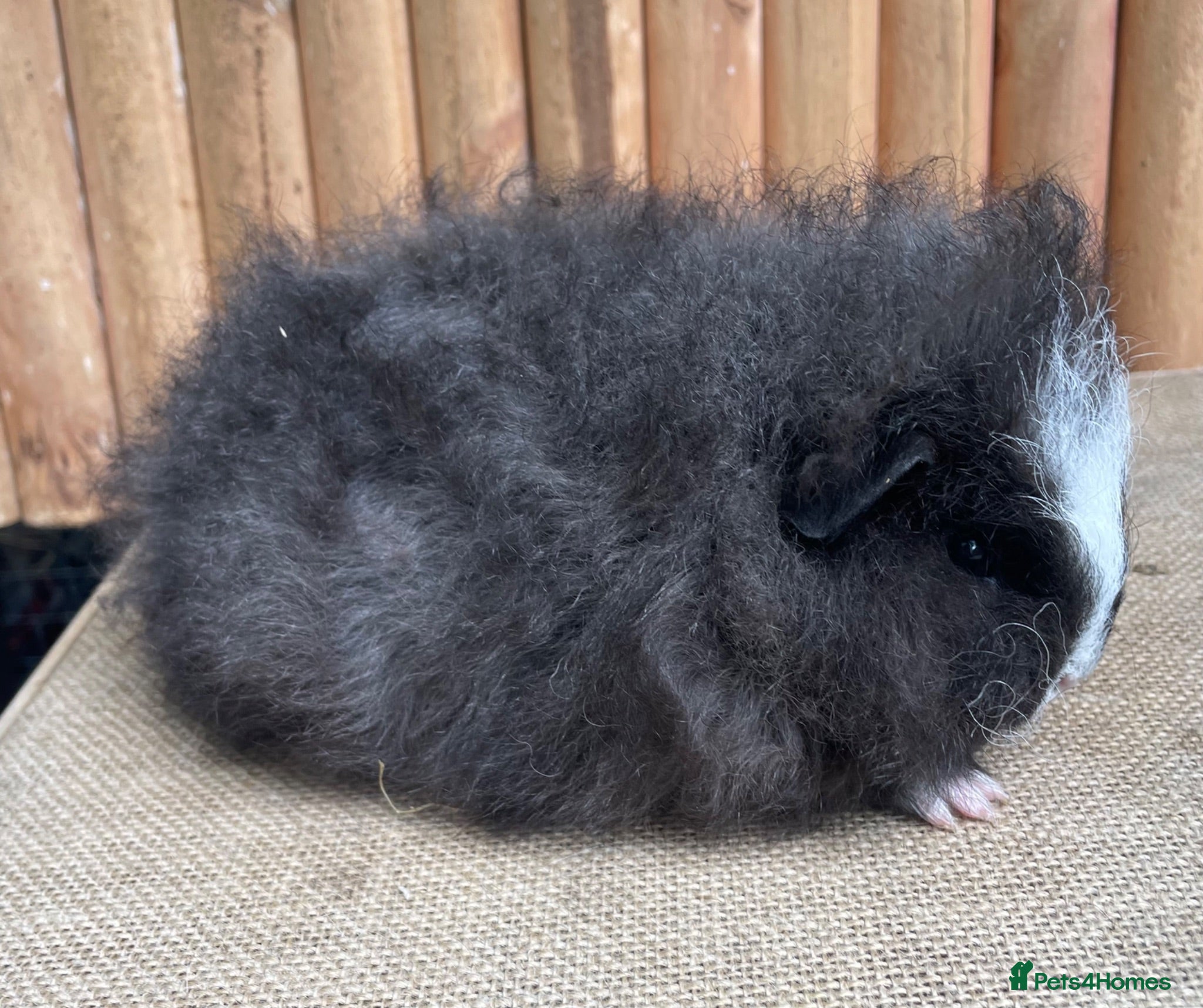 Guinea Pig rodents Swiss teddy baby boar  - Advert 20