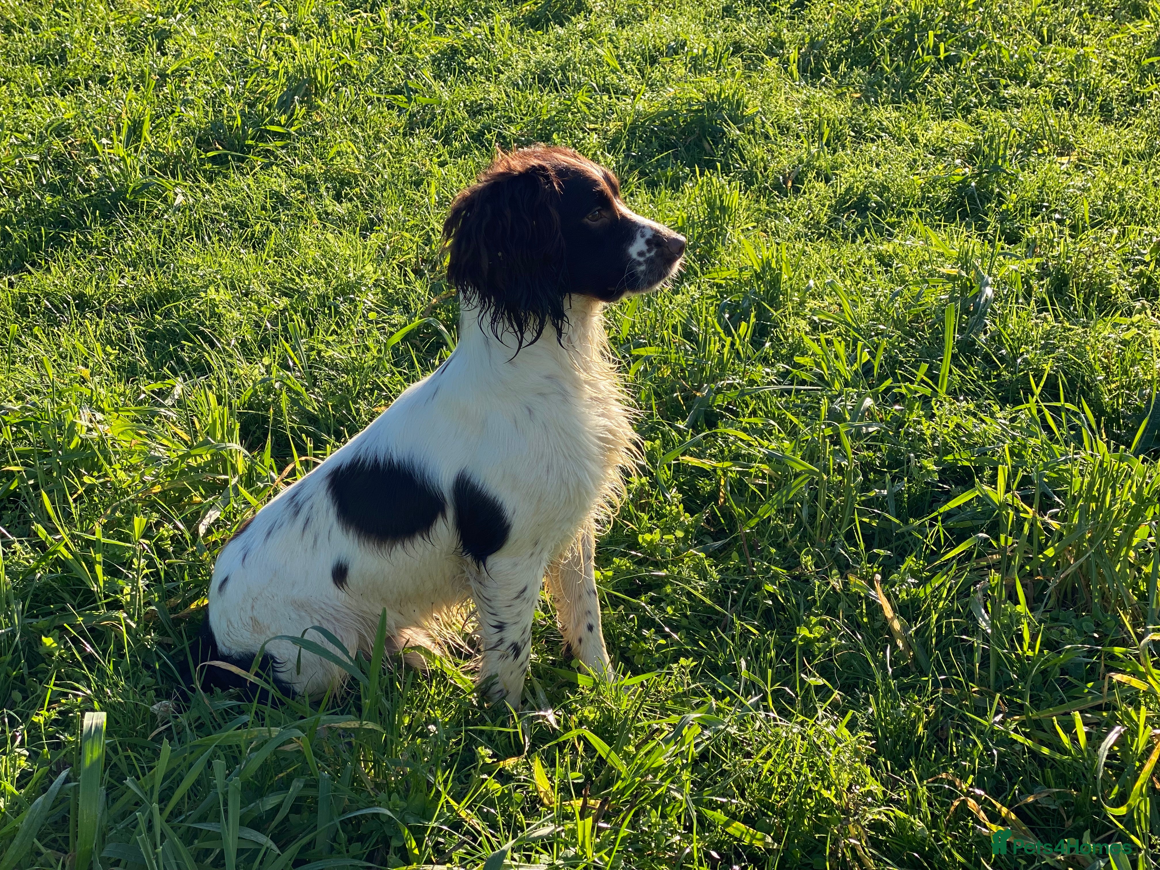 English Springer Spaniel dogs for stud: 🌟🌟Health Tested L&W Springer Stud🌟🌟 in Malmesbury - Advert 7