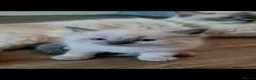 Ragdoll cats for sale: Last female Ragdoll kitty READY NOW - Advert 11