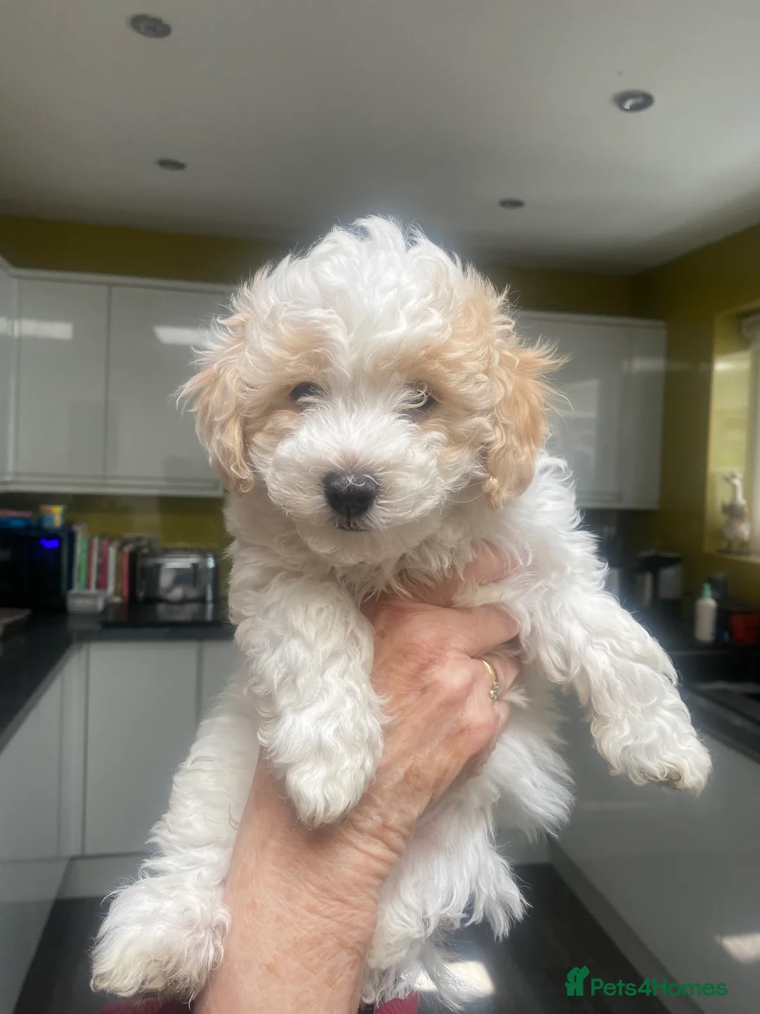 Maltipoo dogs for sale: Puppies  - Advert 2
