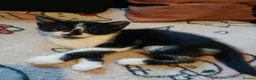 Mixed Breed cats for sale: Sweet cute kitten  - Advert 10