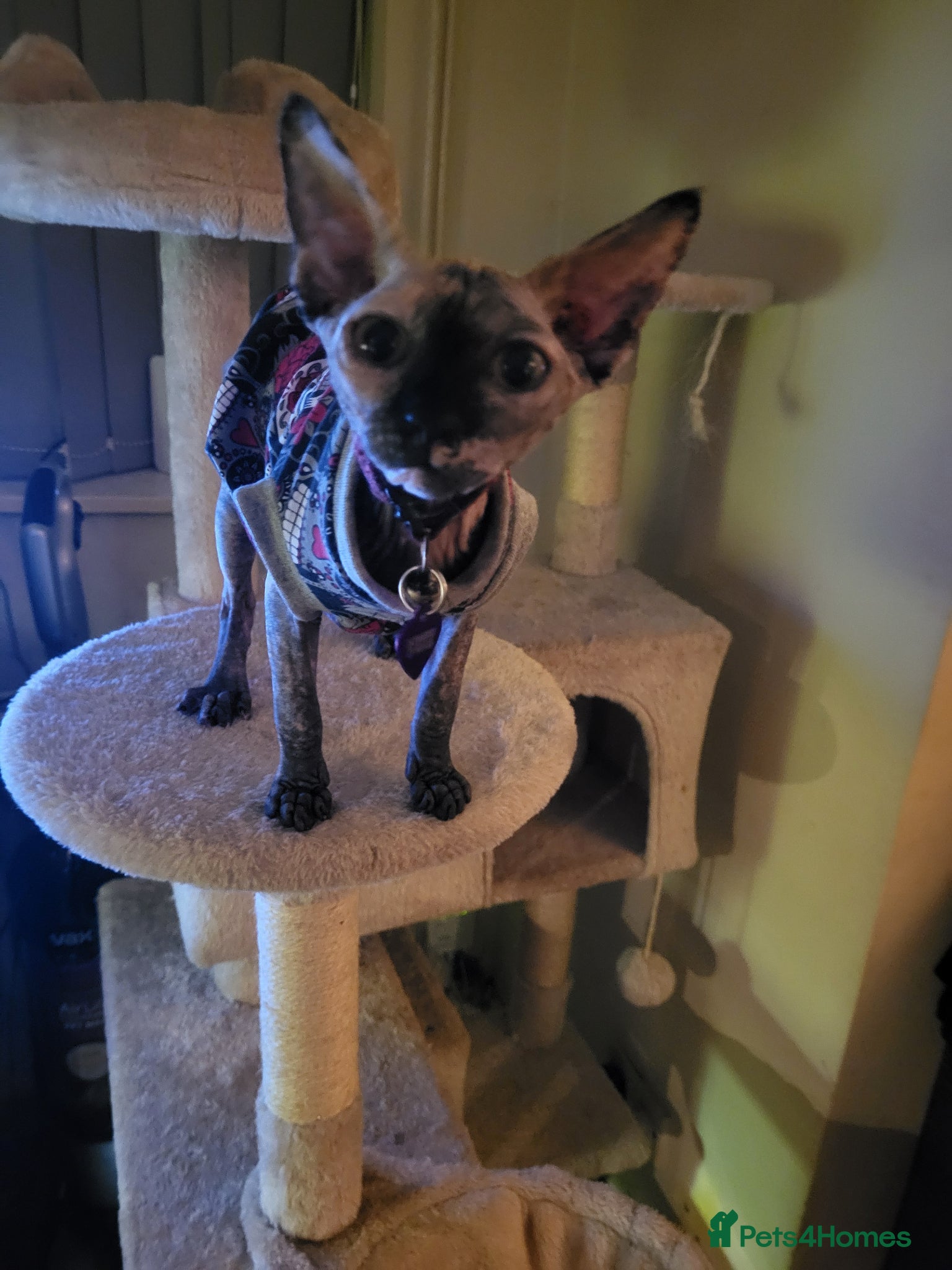 Mixed Breed cats 3 beautiful female sphynx x DSH kittens for sale  - Advert 3