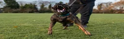 Belgian Shepherd Dog dogs for stud: Dutch herder BRN registered  in Middlesbrough - Advert 3