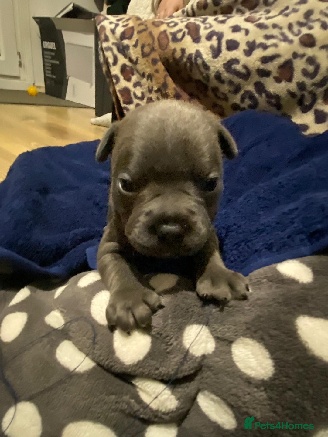 Staffordshire Bull Terrier dogs for sale: Beautiful little of 4 pups 2 girls 2 boys - Advert 7