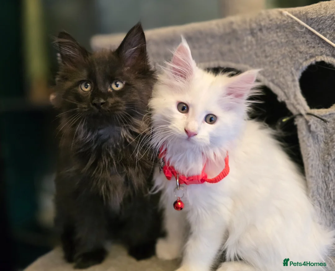 Maine Coon cats for sale: Beautiful Maine coons  in Gateshead - Advert 1