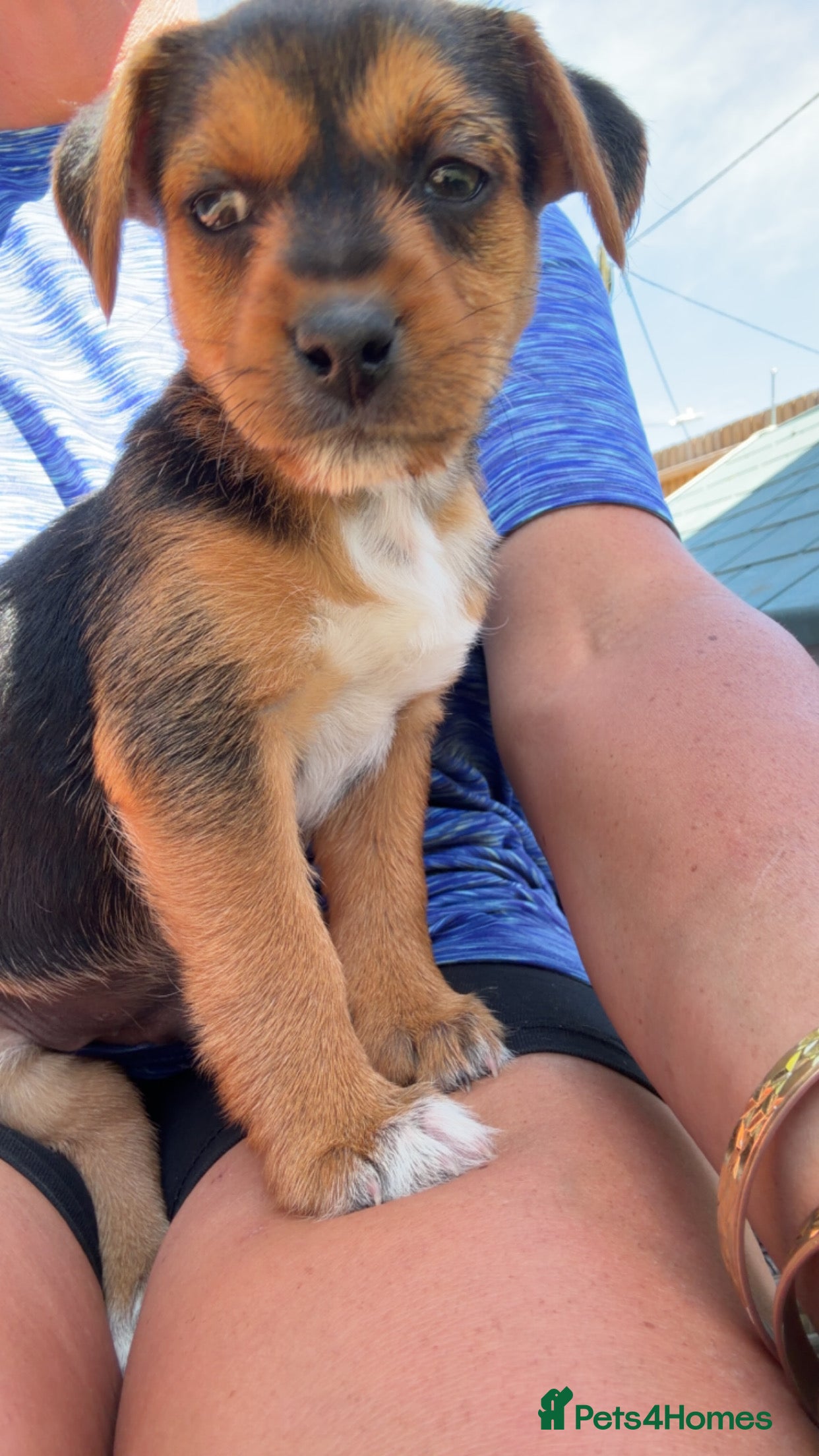Mixed Breed dogs Jack Russell cross 7 weeks old ready  5th July  - Advert 2