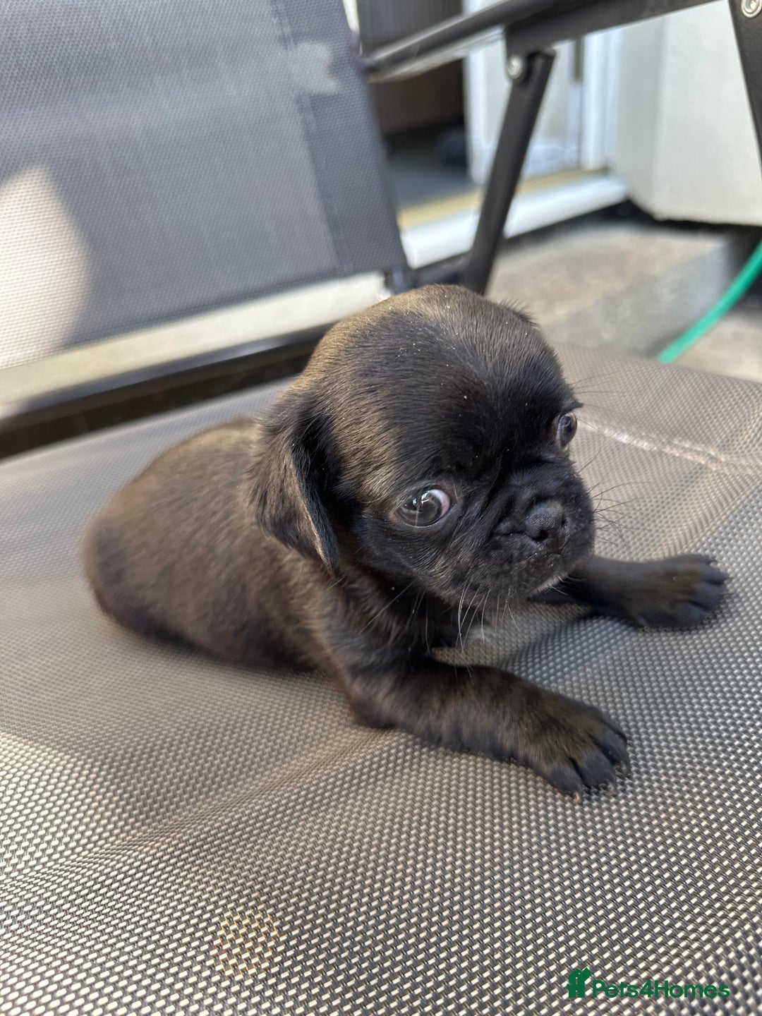 Pug dogs for sale: 🐾Four adorable pug puppies🐾 - Image 3