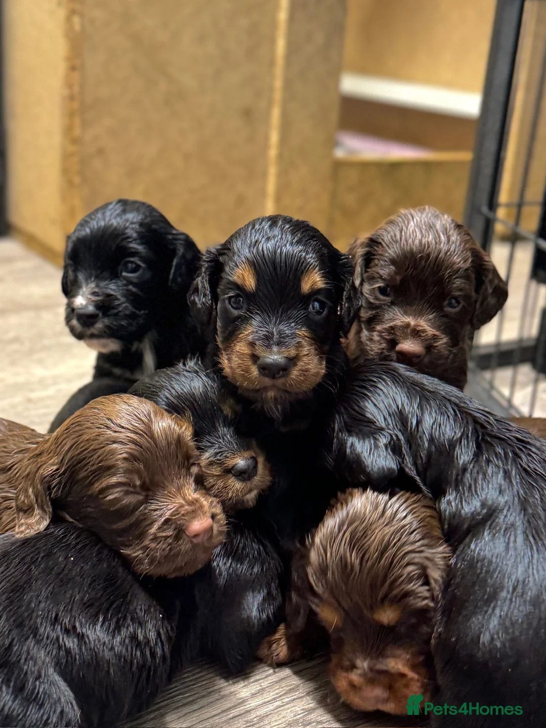 Cocker Spaniel dogs for sale: KC Registered Working Cocker Spaniels  - Advert 2
