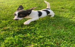 Jack Russell dogs for sale: Traditional Jack Russell's for sale - Image 7