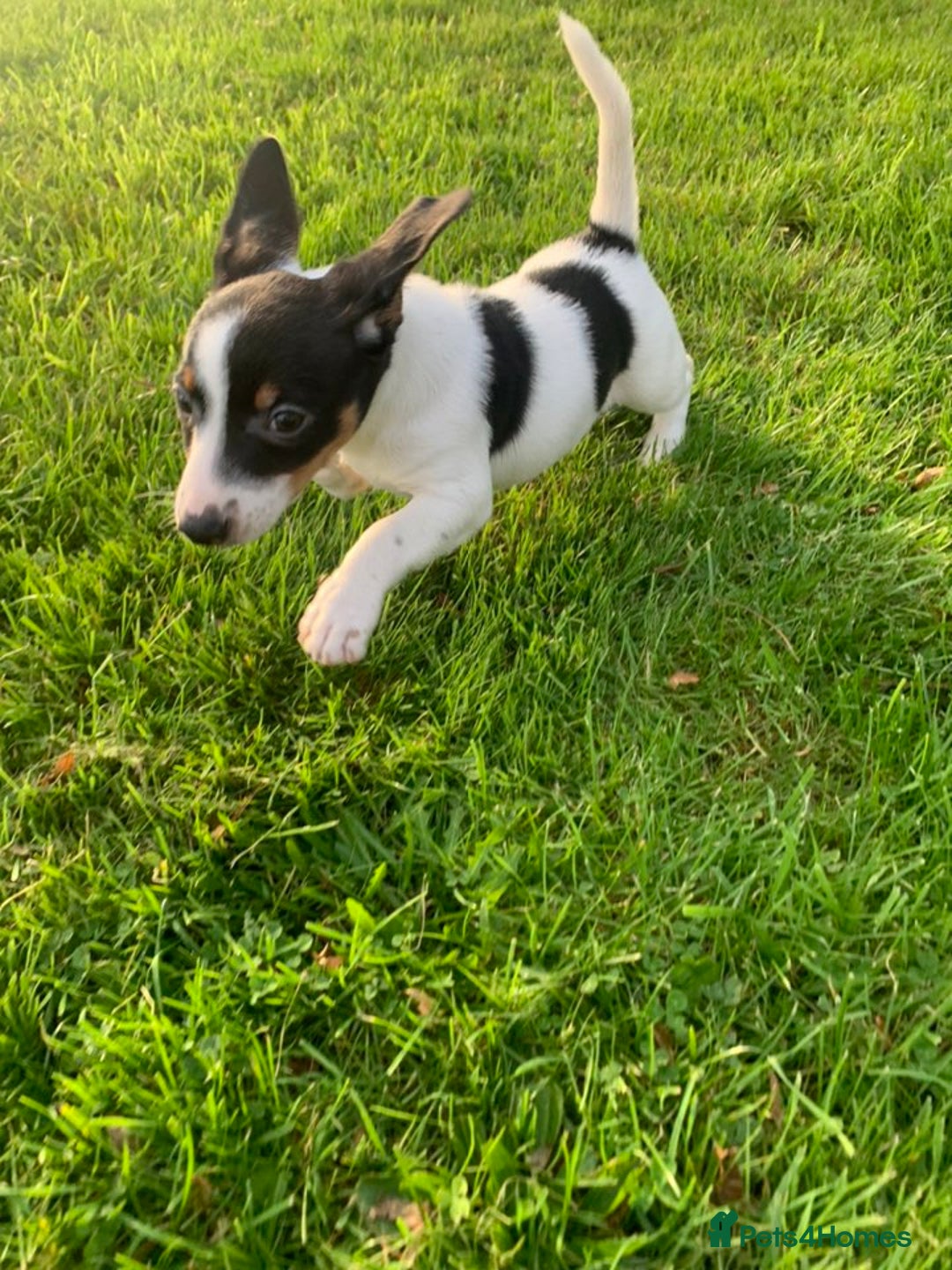 Jack Russell dogs for sale: Traditional Jack Russell's for sale - Image 7