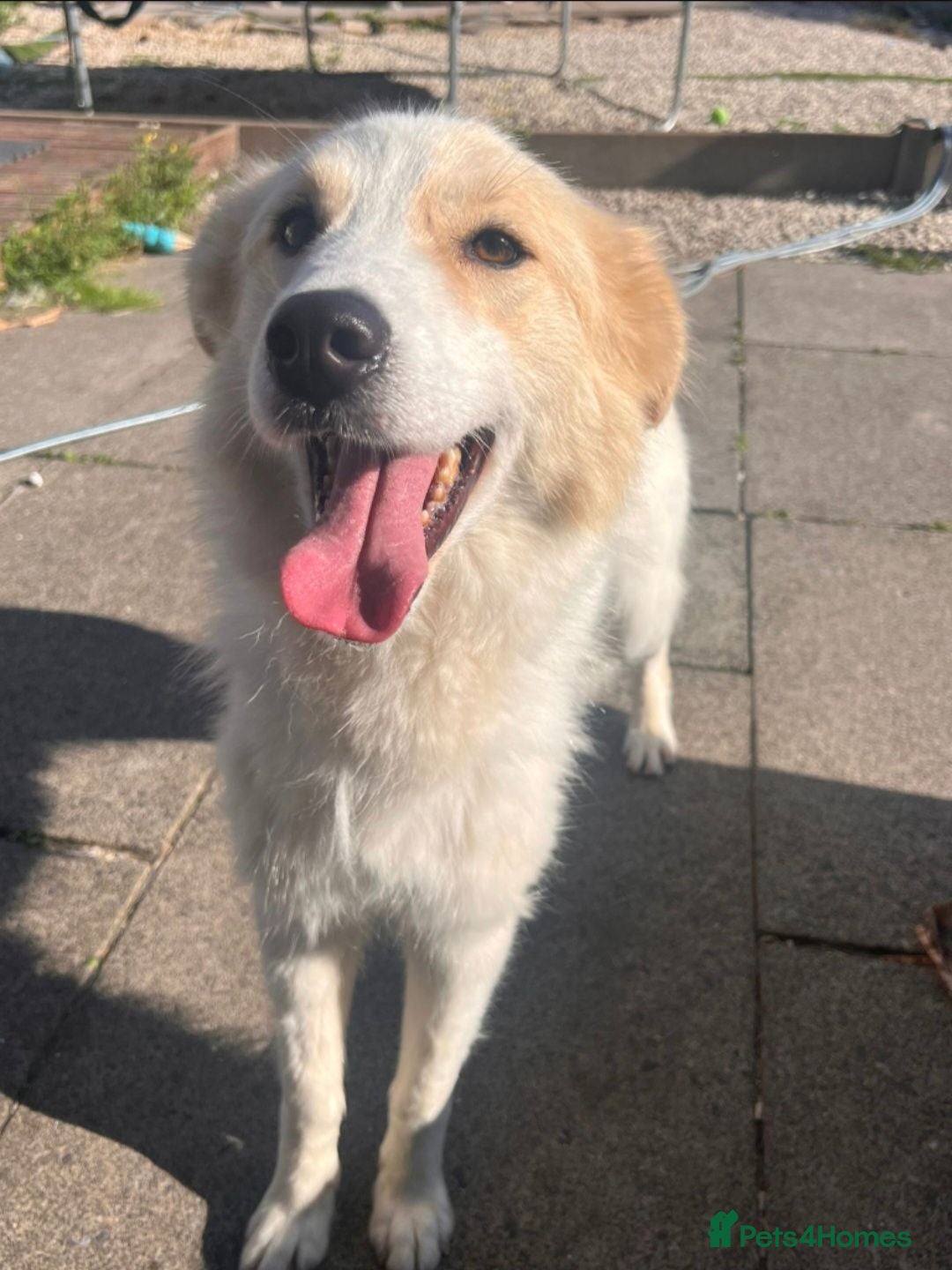 Mixed Breed dogs Meet this gorgeous gentle girl, Ada - Advert 2