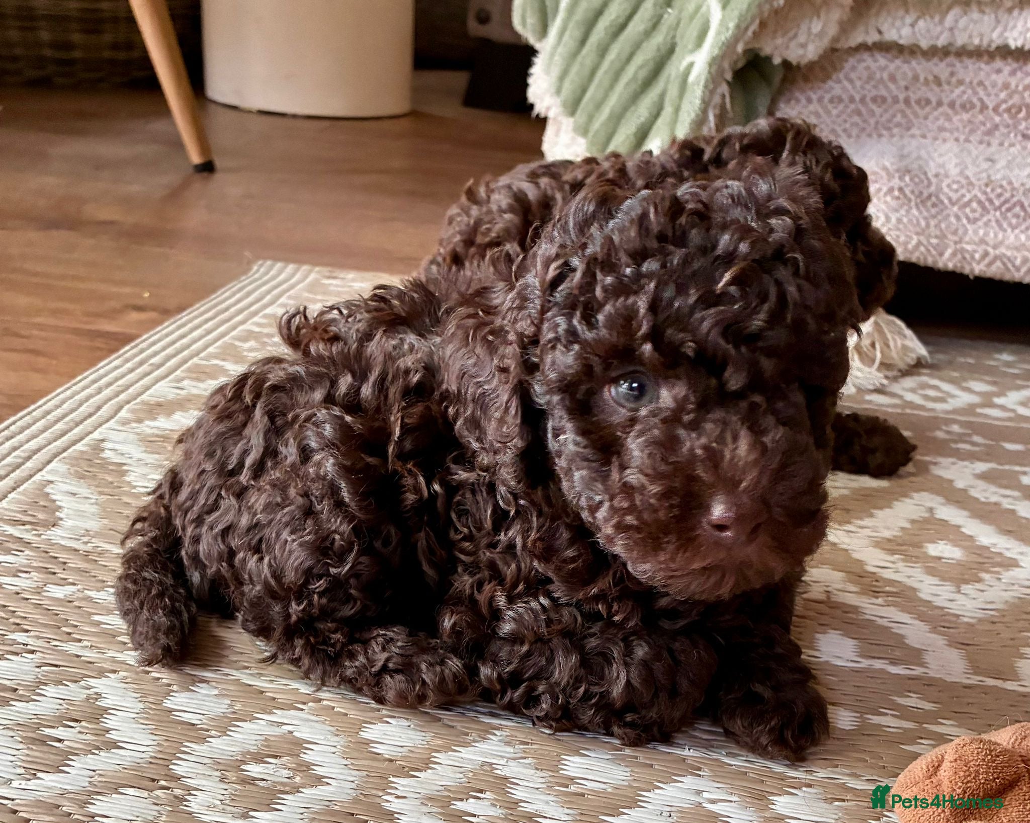 Toy Poodle dogs Toy poodles in Gainsborough - Advert 16