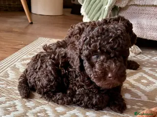 Toy Poodle dogs Toy poodles in Gainsborough - Advert 16