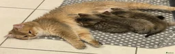 Mixed Breed cats for sale: MIxed breed tabby kittens from Golden BSH mom - Advert 2
