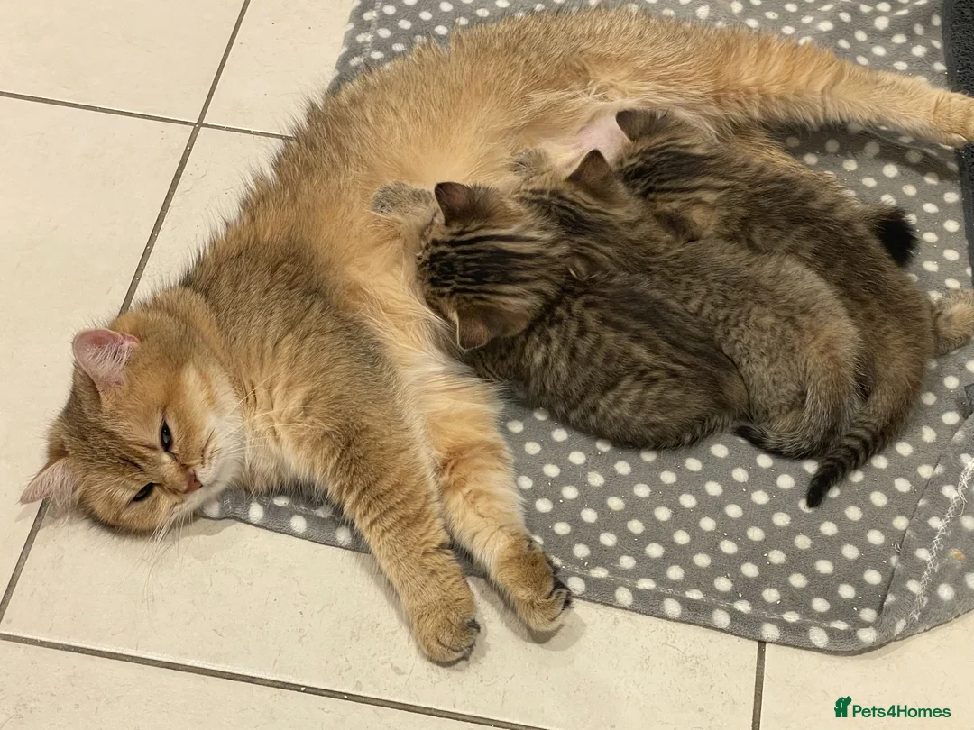 Mixed Breed cats for sale: MIxed breed tabby kittens from Golden BSH mom - Advert 2