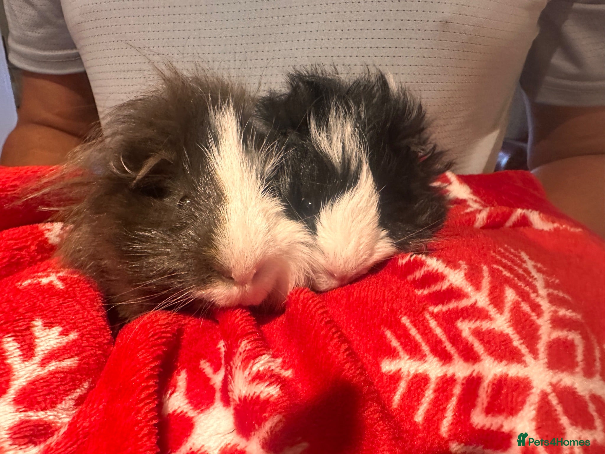 Guinea Pig rodents Pair of male guinea pigs 6 months and 9 weeks old - Advert 2