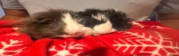 Guinea Pig rodents for sale: Pair of male guinea pigs 6 months and 9 weeks old - Advert 1