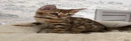 Bengal cats for sale: 🐆 Adorable pedigree bengal kitten 🐆 - Advert 4