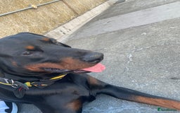 Dobermann dogs for sale: Caine - Image 2