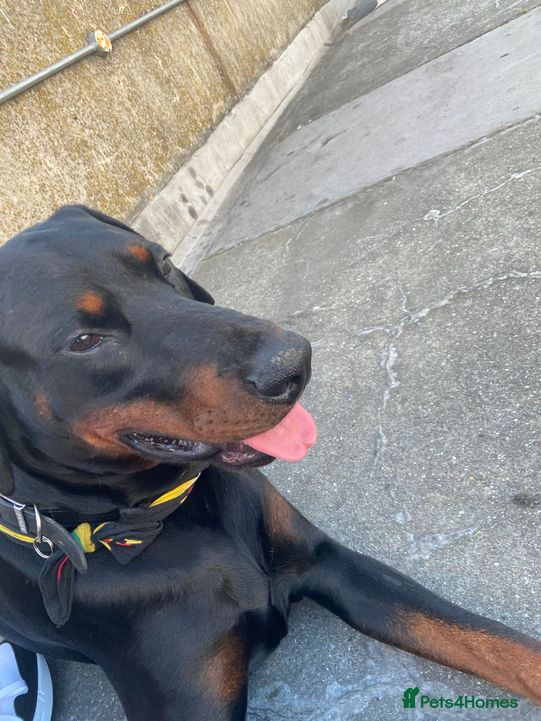 Dobermann dogs for sale: Caine - Image 2