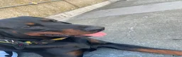 Dobermann dogs for sale: Caine - Advert 2