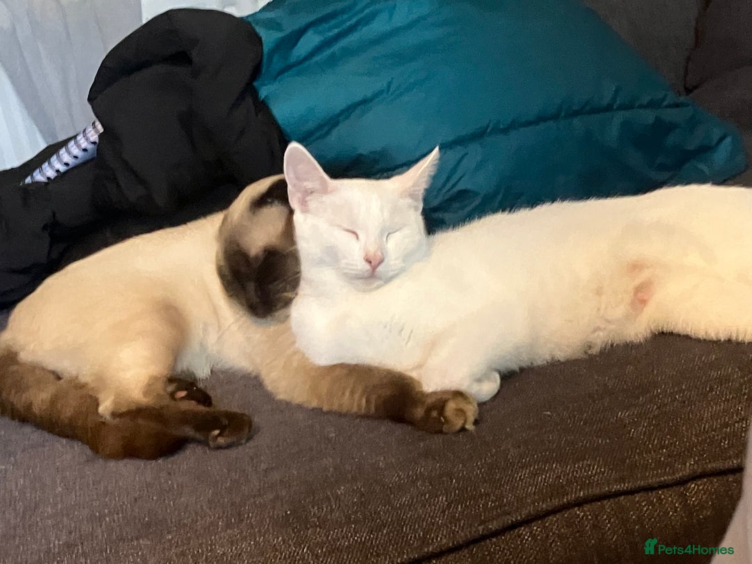 Scottish Fold cats for sale: Khao Manee/Scottish fold Girl - Advert 4