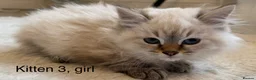 Siberian cats for sale: Beautiful Blue-Eyed Siberian Kittens - Advert 11