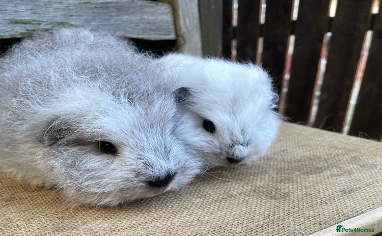 Guinea Pig rodents - Advert 15