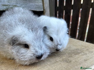 Guinea Pig rodents - Advert 6