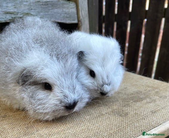 Guinea Pig rodents - Advert 6