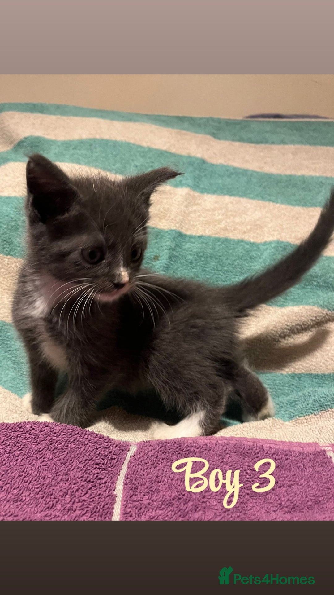 Mixed Breed cats for sale: MAINECOON X KITTENS FOR SALE 🩵🩷 - Advert 15