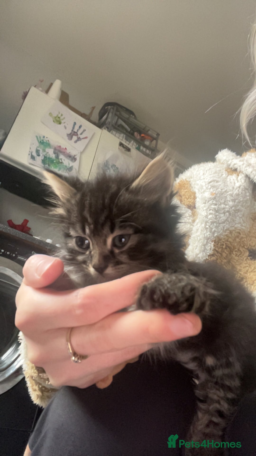 Mixed Breed cats for sale: 3 beautiful kittens ❤️ - Advert 6