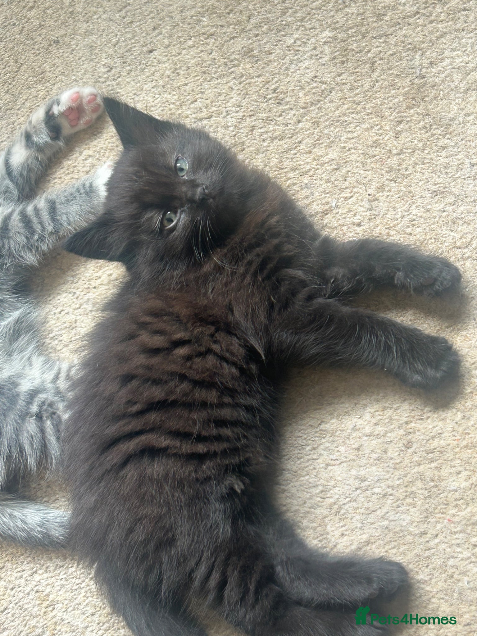 Ragdoll cats for sale: Ragdoll mixed kittens for sale  - Advert 5
