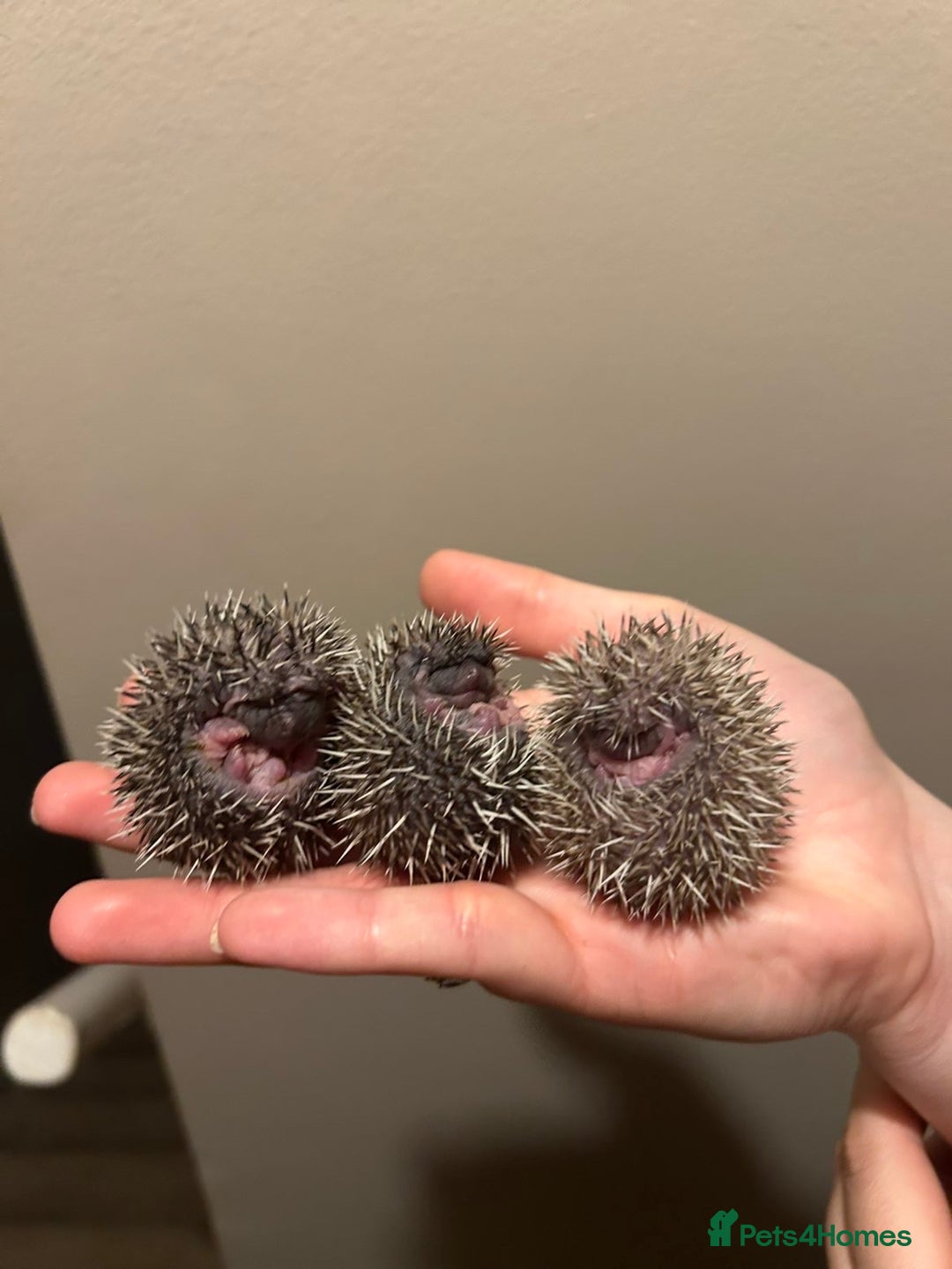 Pygmy Hedgehog rodents for sale: 3x male hoglets  - Image 7