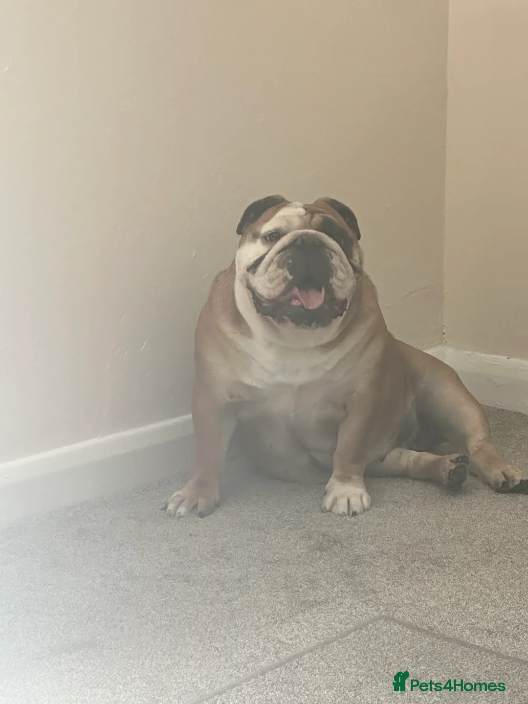 English Bulldog dogs for sale: Luna the bulldog  - Advert 6