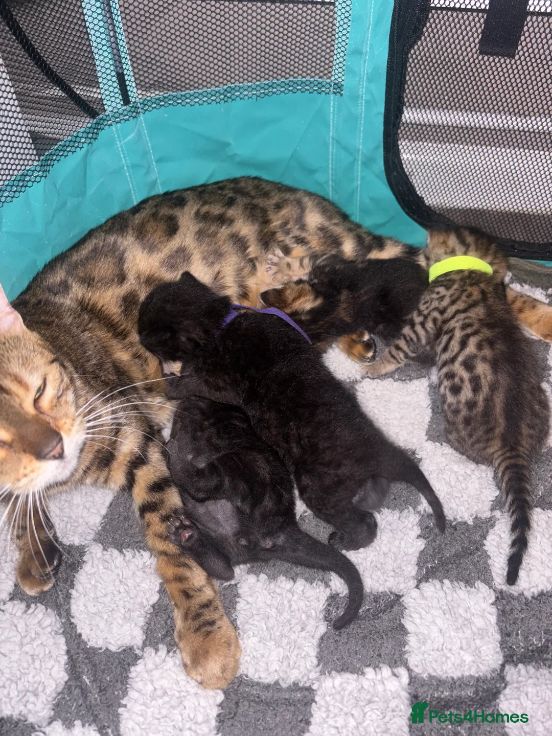 Bengal cats for sale: 3 Beautiful unique Bengal Babies  - Advert 12