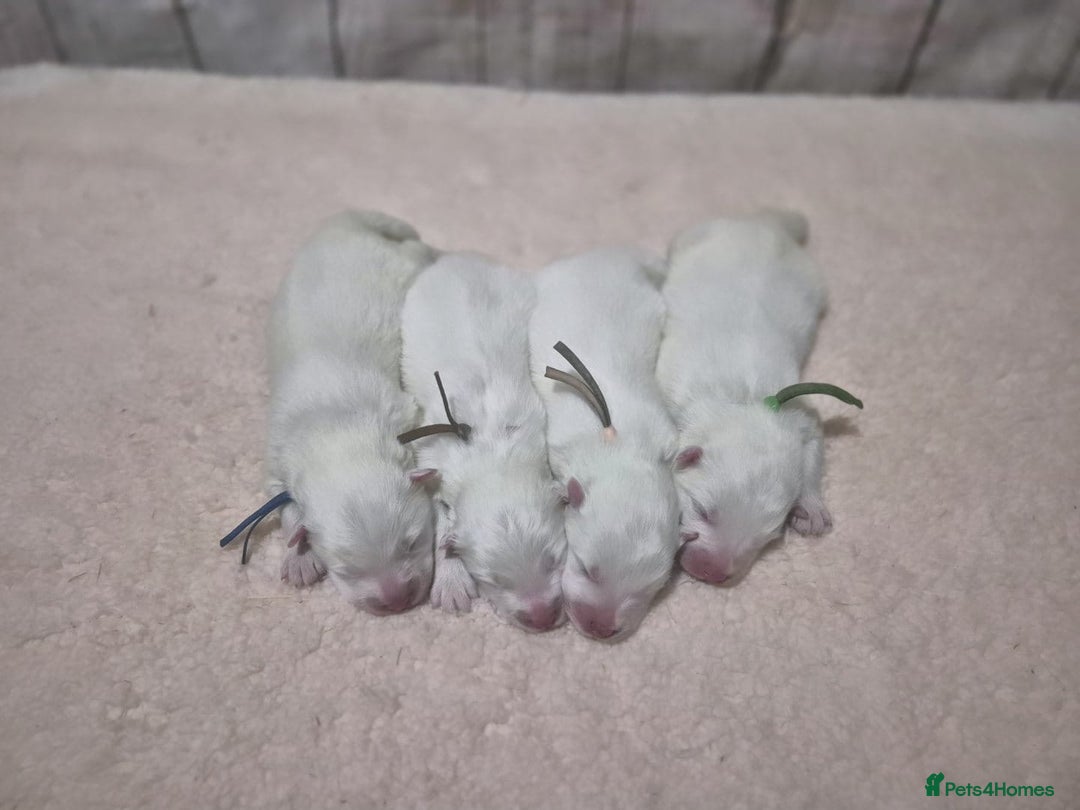 Samoyed dogs for sale: 4 Beautiful Pure Samoyeds ❤️ - Advert 8