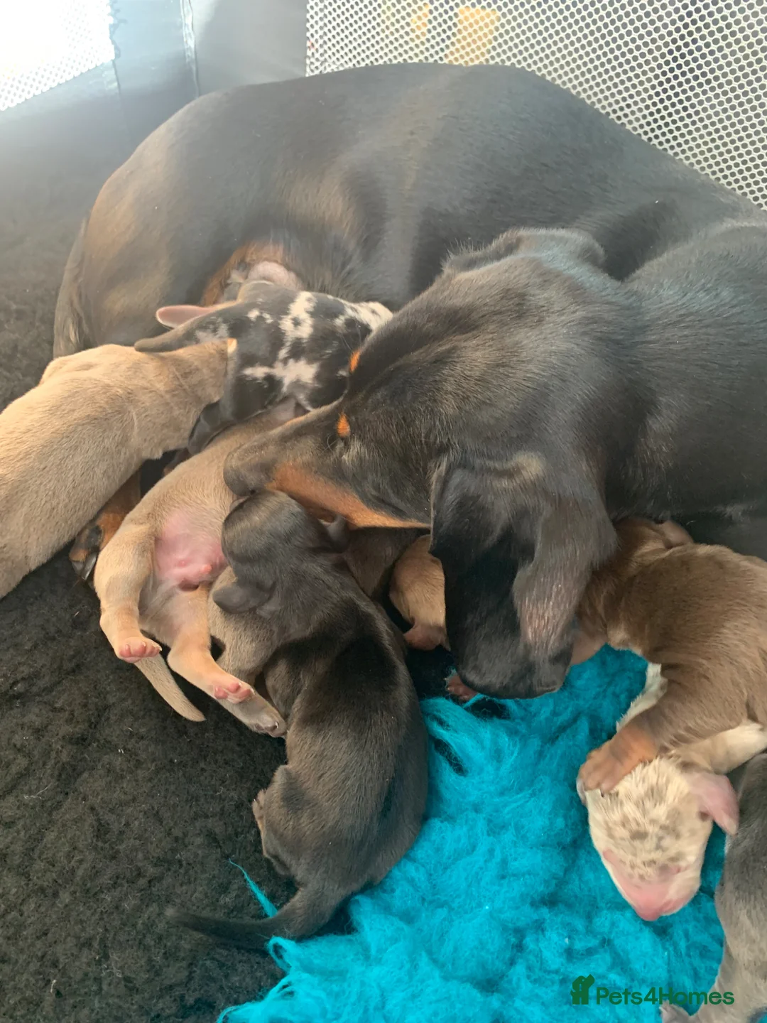 Miniature Dachshund dogs for sale: Miniature dachshund pupd - Advert 7