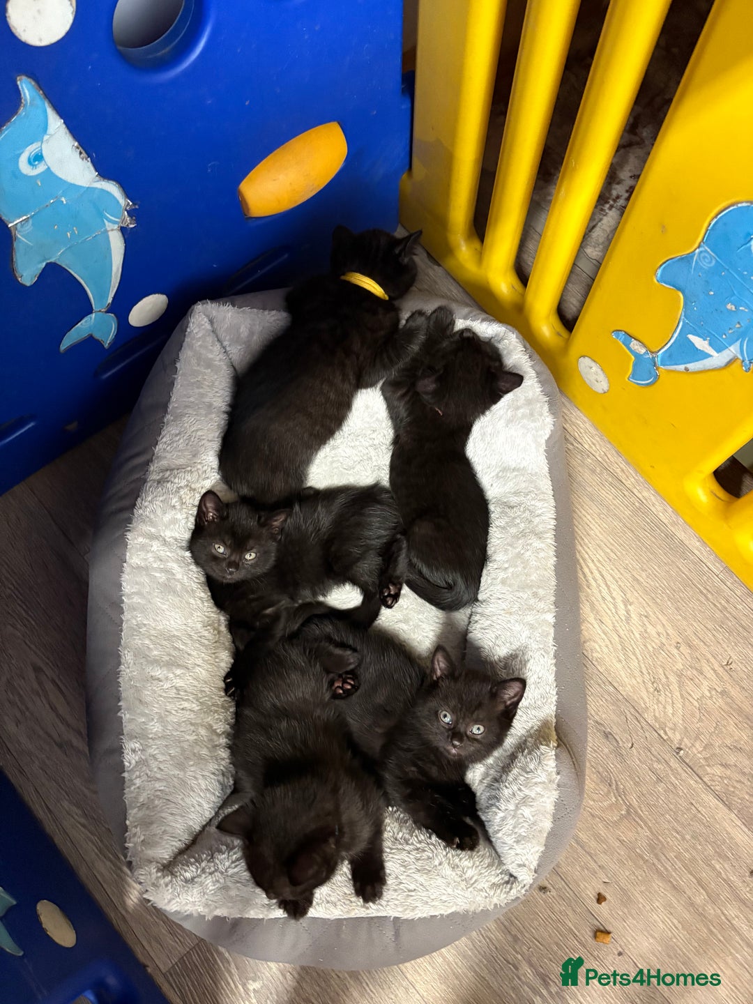 British Shorthair cats for sale: British blue short hair/crossed  - Image 1