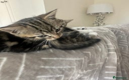 Mixed Breed cats for sale: Cute baby kittens looking for a new home - Image 9