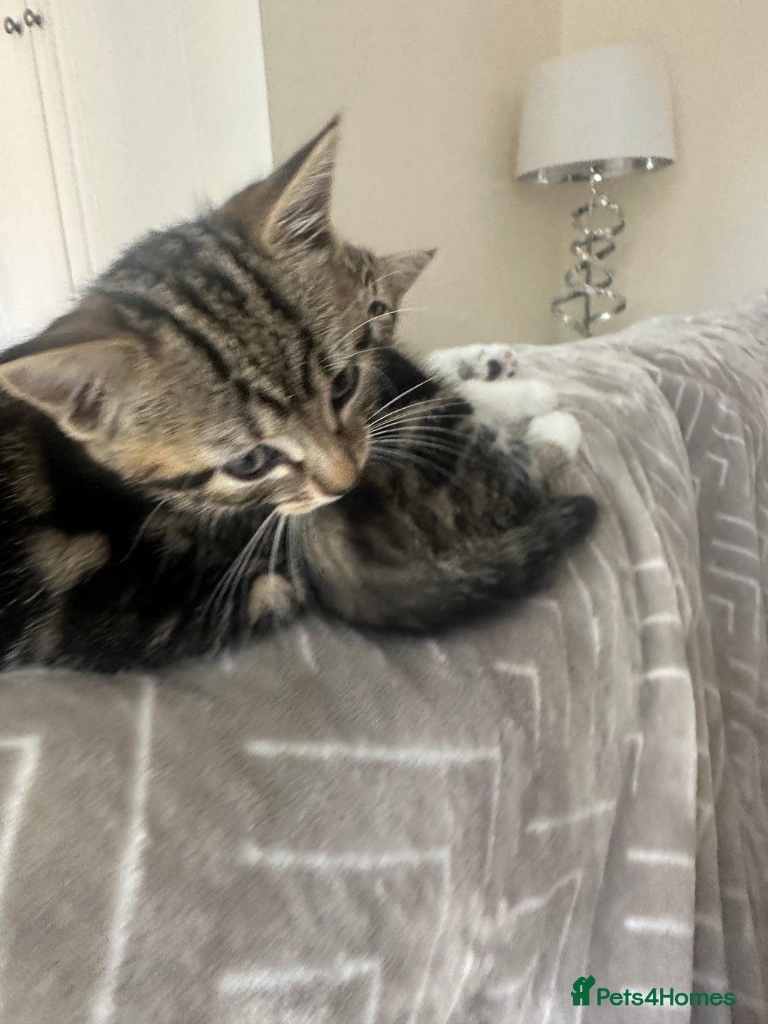 Mixed Breed cats for sale: Cute baby kittens looking for a new home - Image 9